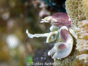 Anemone crab at Shark Fin Reef, Similan Islands by Tobias Reitmayr 